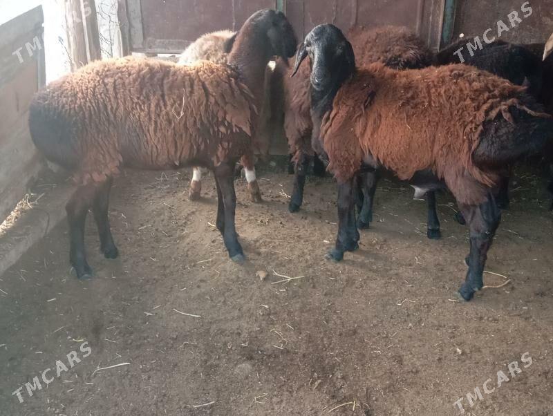 gisar goyunlar - Aşgabat - img 7