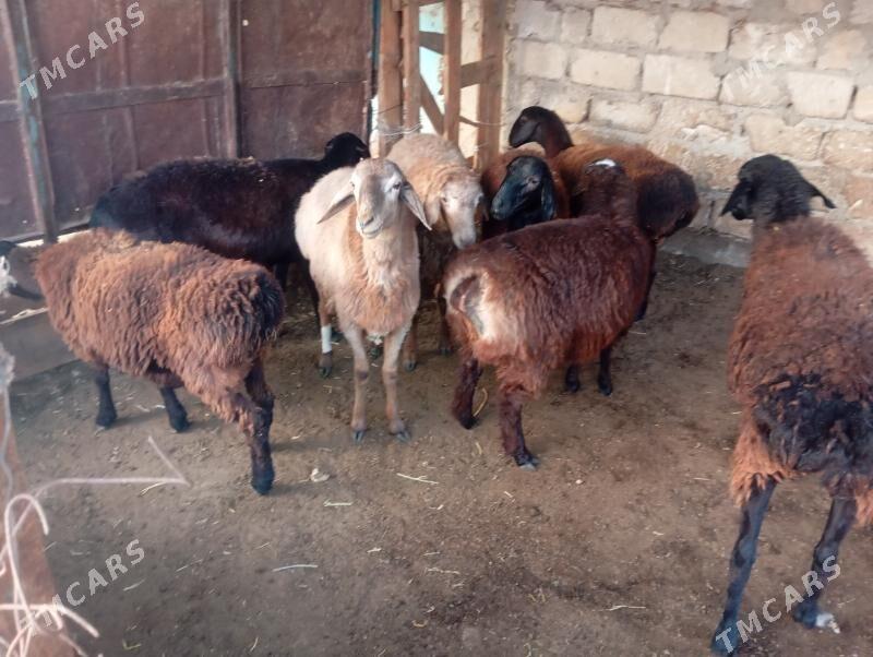 gisar goyunlar - Aşgabat - img 2