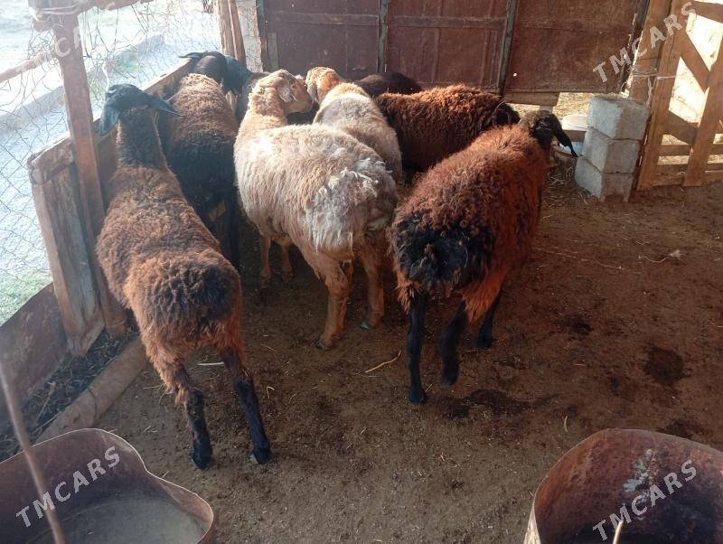 gisar goyunlar - Aşgabat - img 6