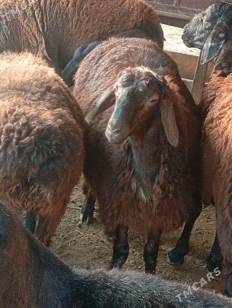 gisar goyunlar - Aşgabat - img 3