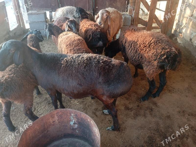 gisar goyunlar - Aşgabat - img 4