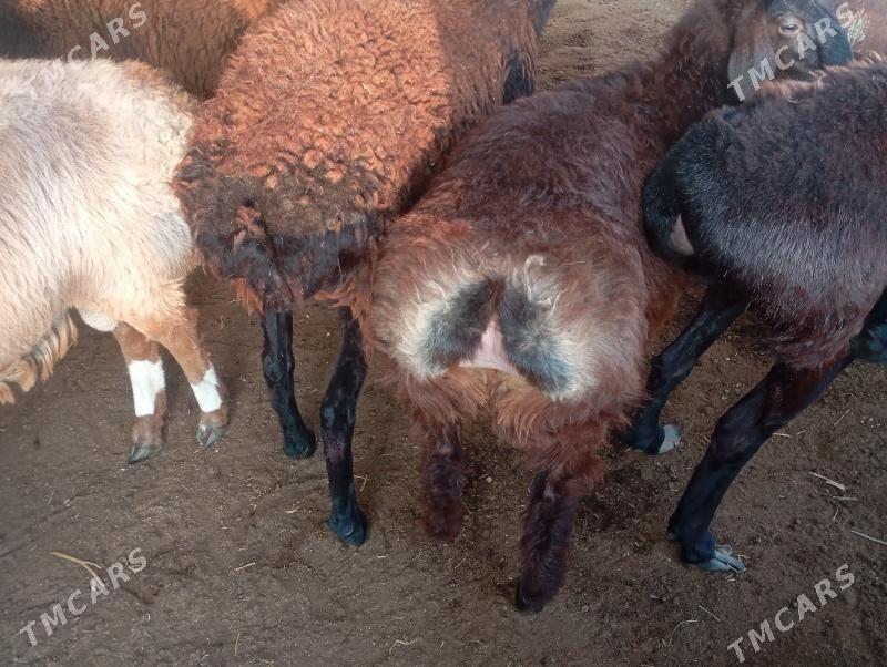 gisar goyunlar - Aşgabat - img 5