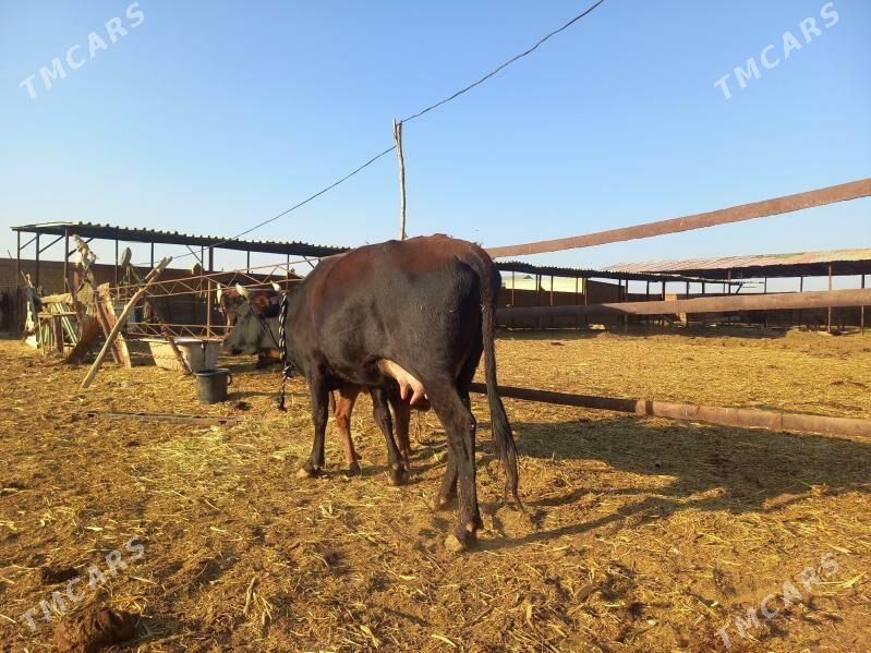 göleli. - Векильбазар - img 6