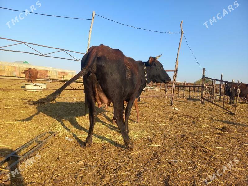 göleli. - Векильбазар - img 7