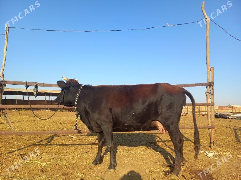 göleli. - Векильбазар - img 3