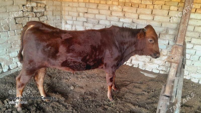 ОКУЗ - Wekilbazar - img 2