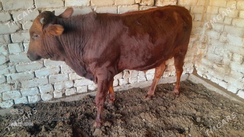 ОКУЗ - Wekilbazar - img 1