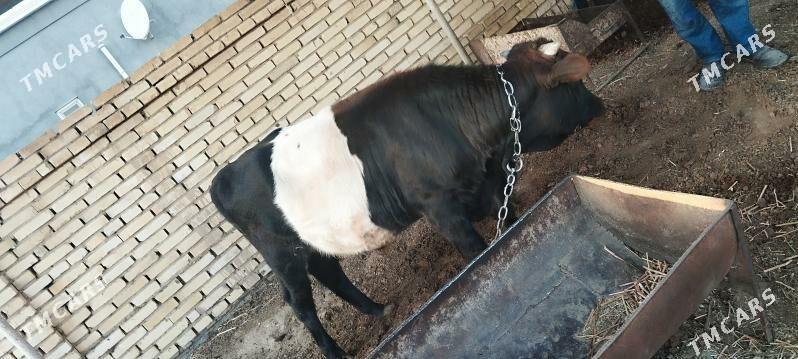 okuz - Мары - img 2