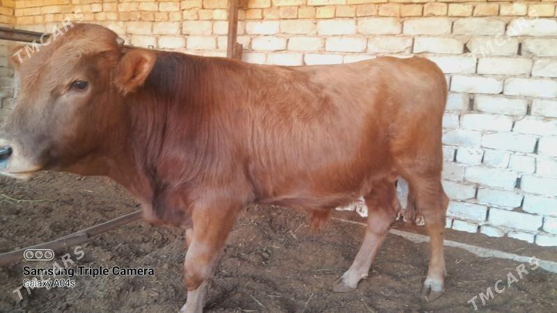 ОКУЗ - Wekilbazar - img 3