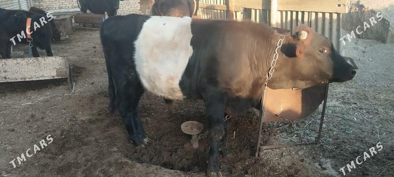 okuz - Мары - img 3