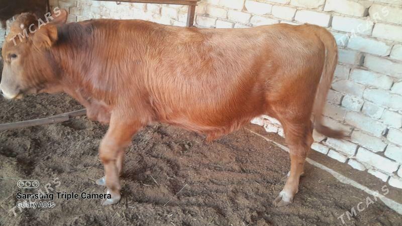 ОКУЗ - Wekilbazar - img 4