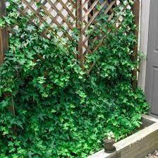 plyush - Sakarçäge - img 2