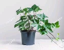 plyush - Sakarçäge - img 3