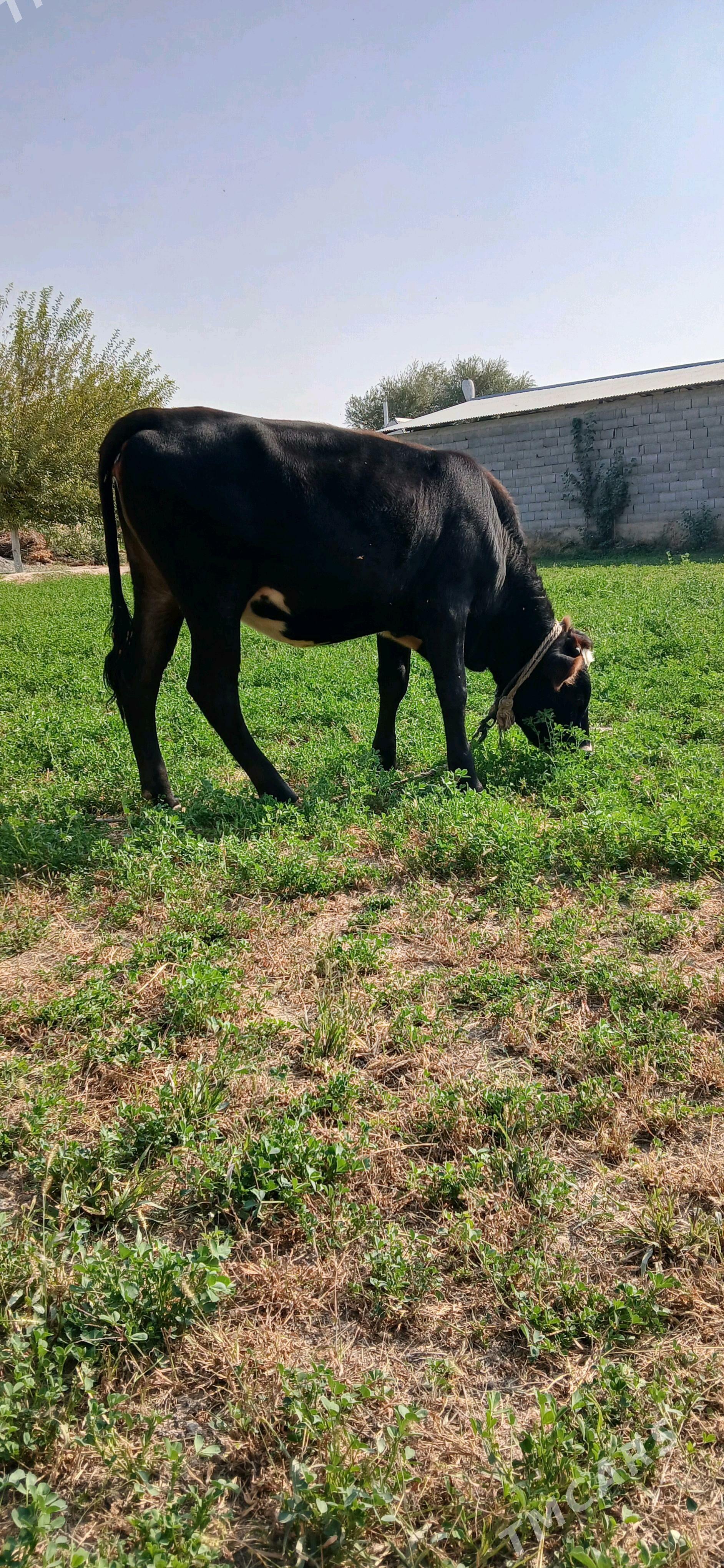 tuwe - Гёкдепе - img 2