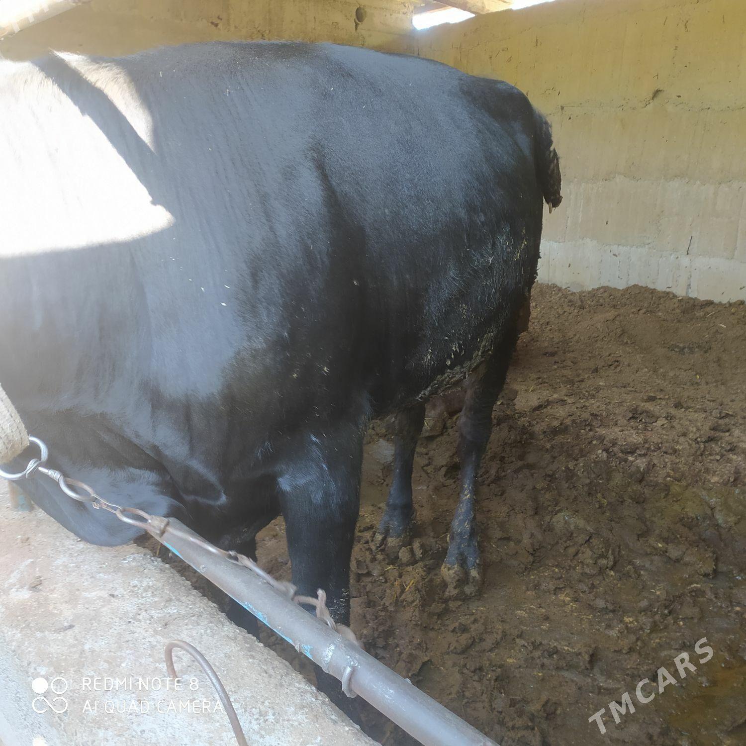 Okuz - Ашхабад - img 2