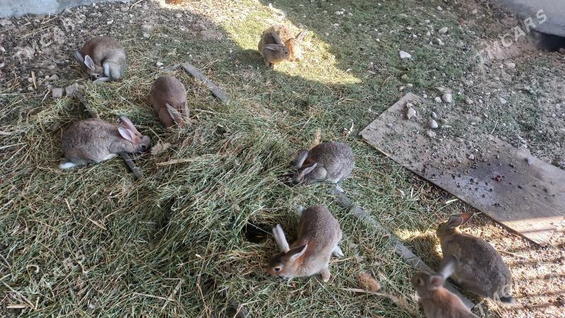 towsan - Балканабат - img 3