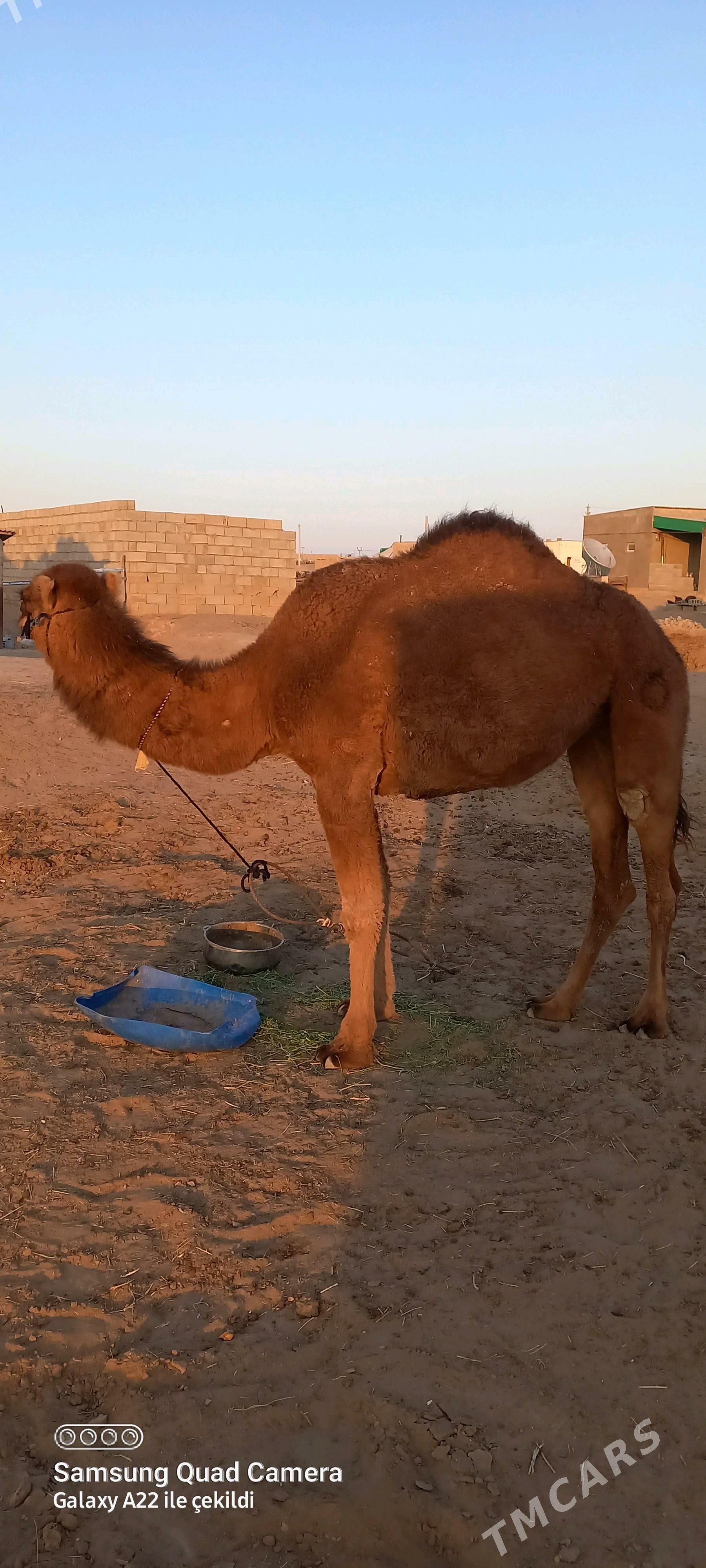 Owşyk  düýe - Ак-Бугдайский этрап - img 3