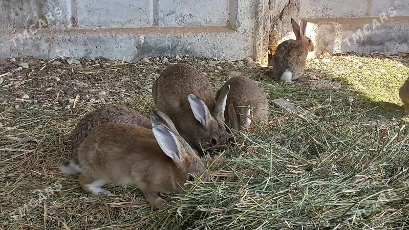 towsan - Балканабат - img 2