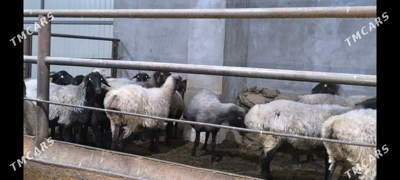 Goýun - Wekilbazar - img 5