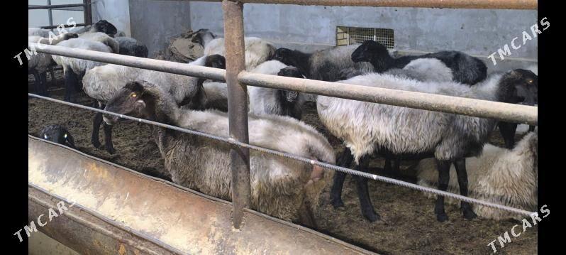 Goýun - Wekilbazar - img 4