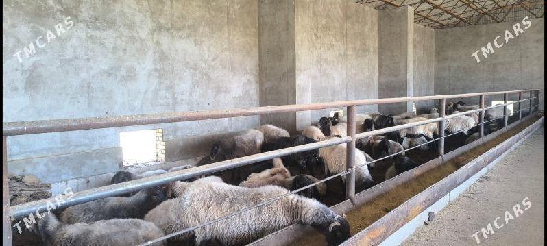 Goýun - Wekilbazar - img 7