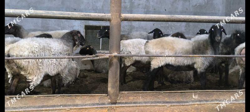 Goýun - Wekilbazar - img 6