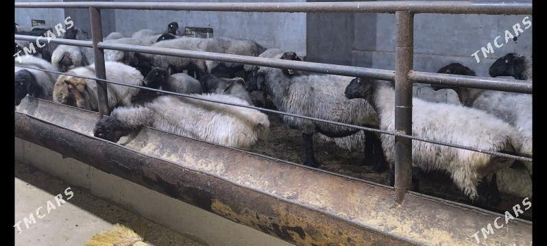 Goýun - Wekilbazar - img 2