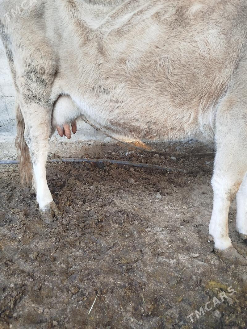 Sygyr - Ашхабад - img 3