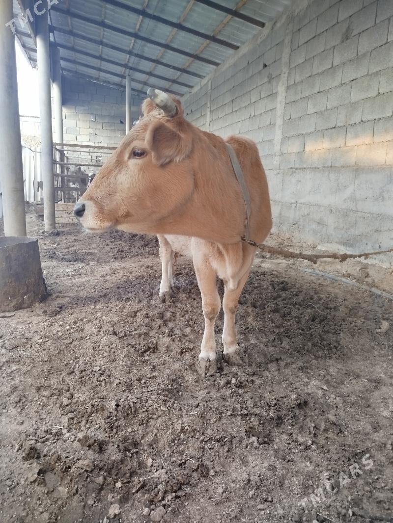 Sygyr - Ашхабад - img 4