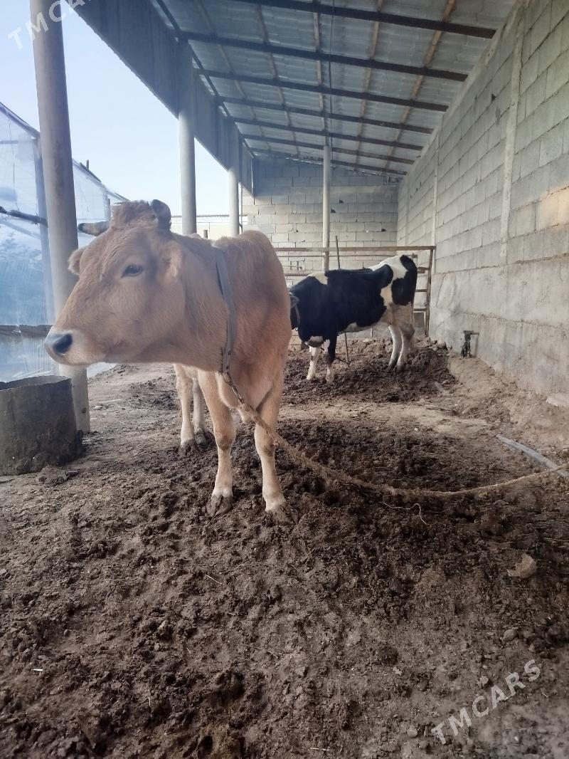 Sygyr - Ашхабад - img 5