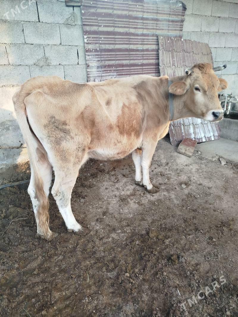 Sygyr - Ашхабад - img 1