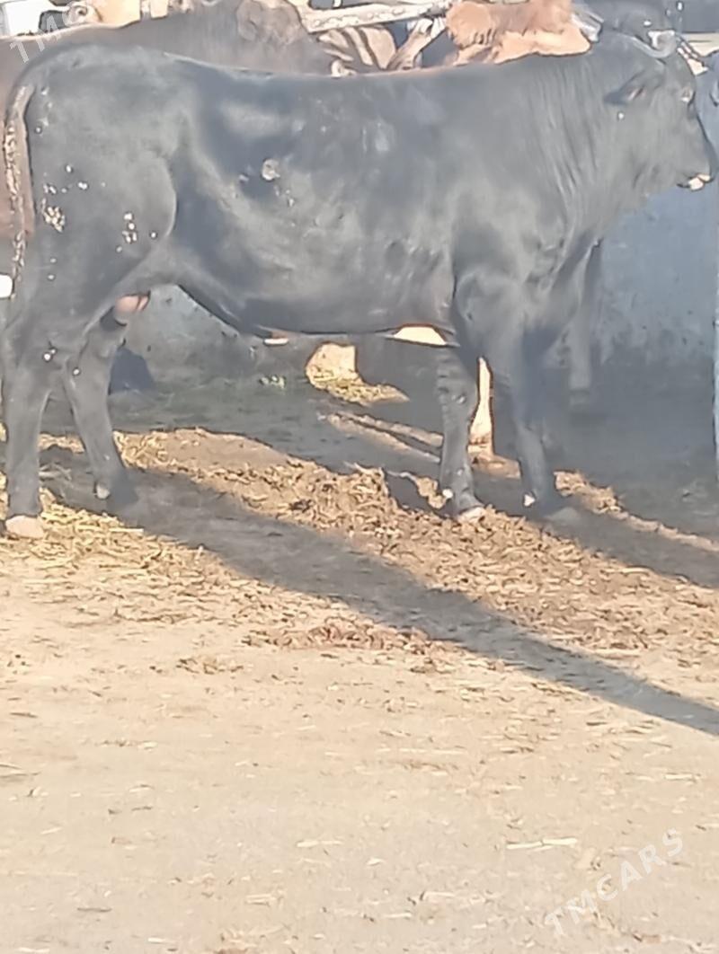 Öküz - Чоганлы - img 2