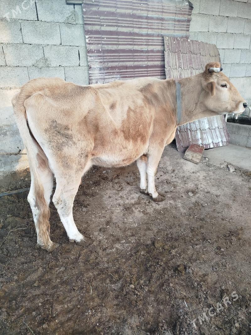 Sygyr - Ашхабад - img 2