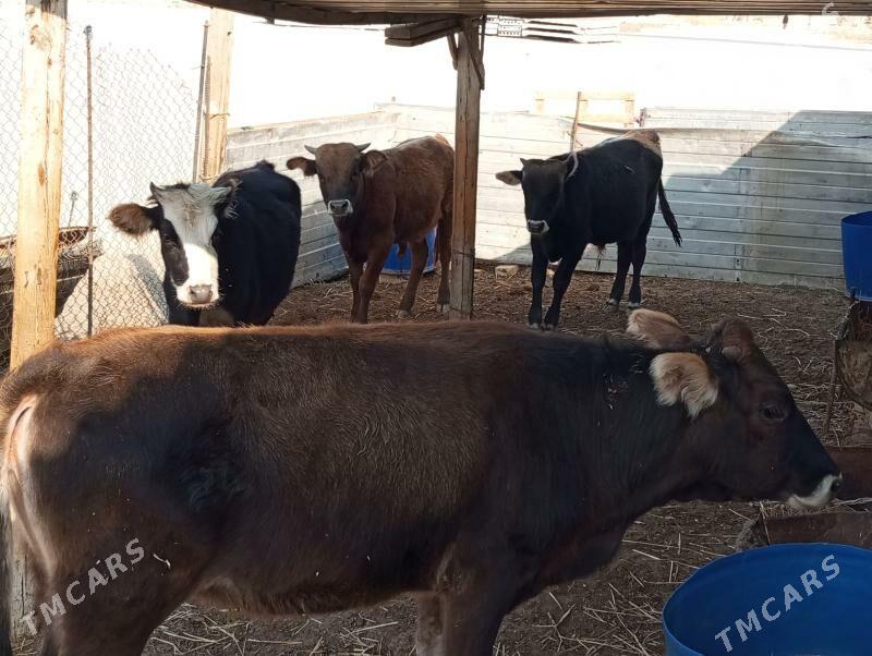 okiz gacar - Балканабат - img 6