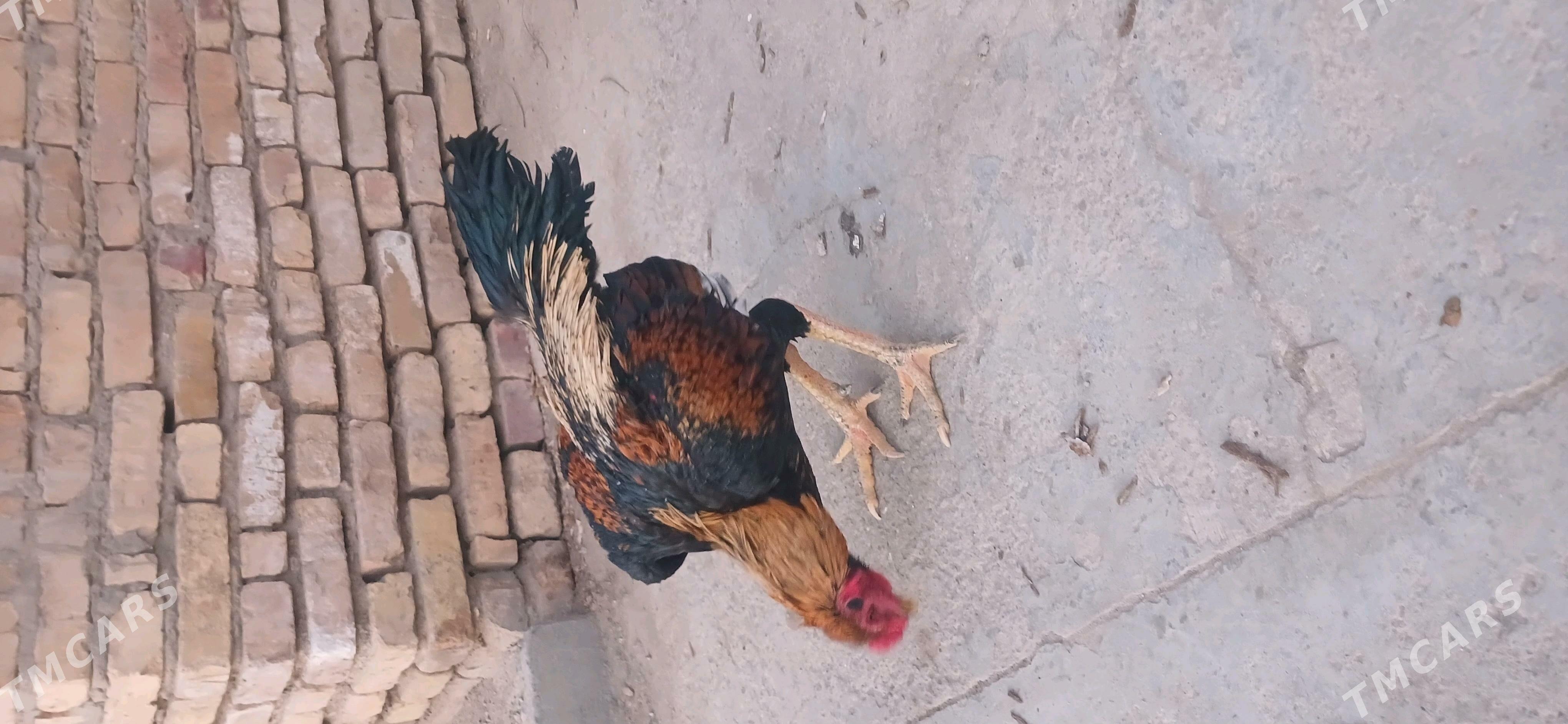 хораз - Чарджоу - img 1