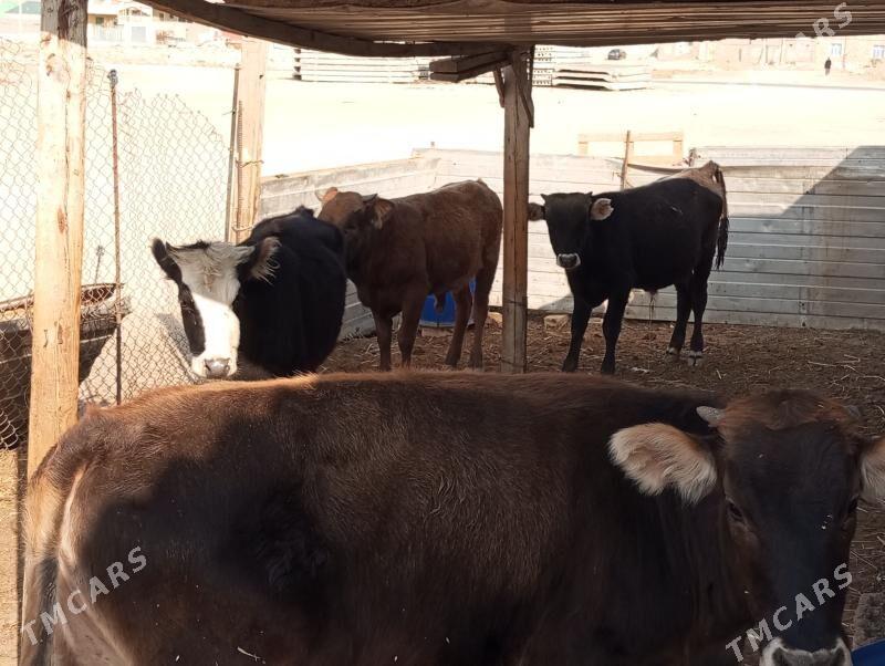 okiz gacar - Балканабат - img 3