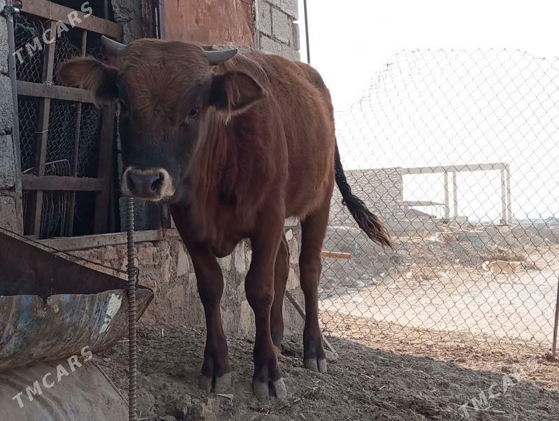 okiz gacar - Балканабат - img 1