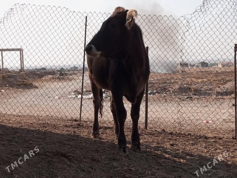 okiz gacar - Балканабат - img 2