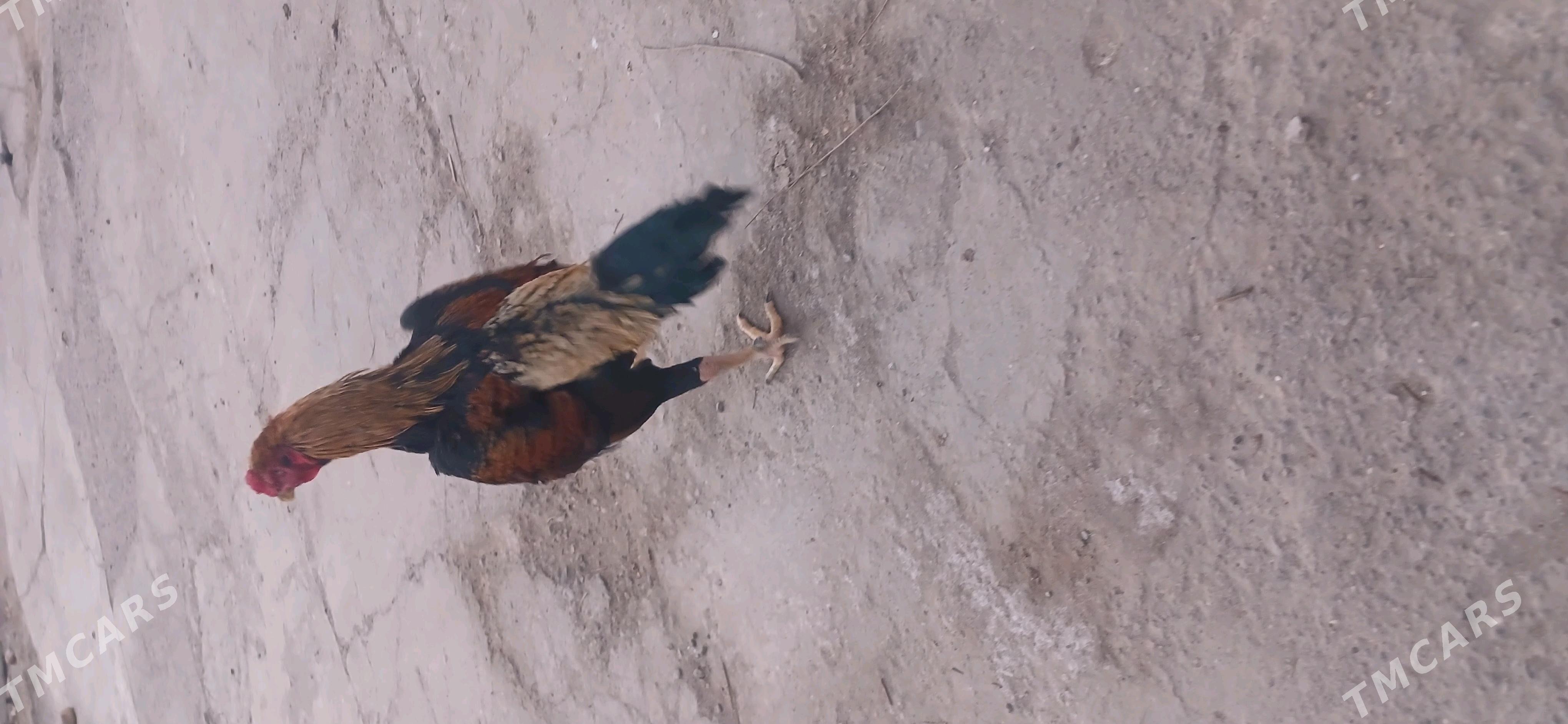 хораз - Чарджоу - img 2