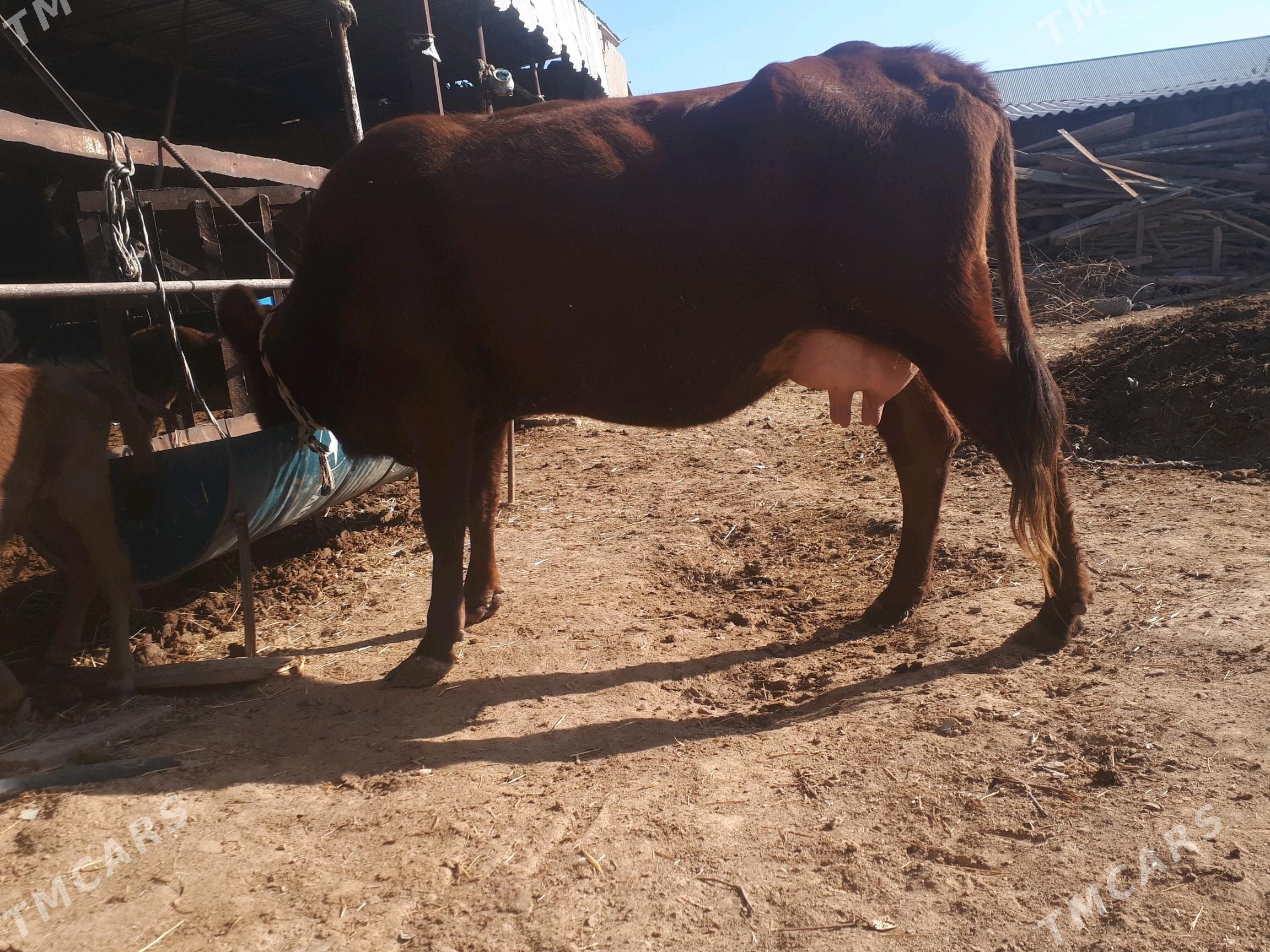 Gõleli sygyr - Мургап - img 2