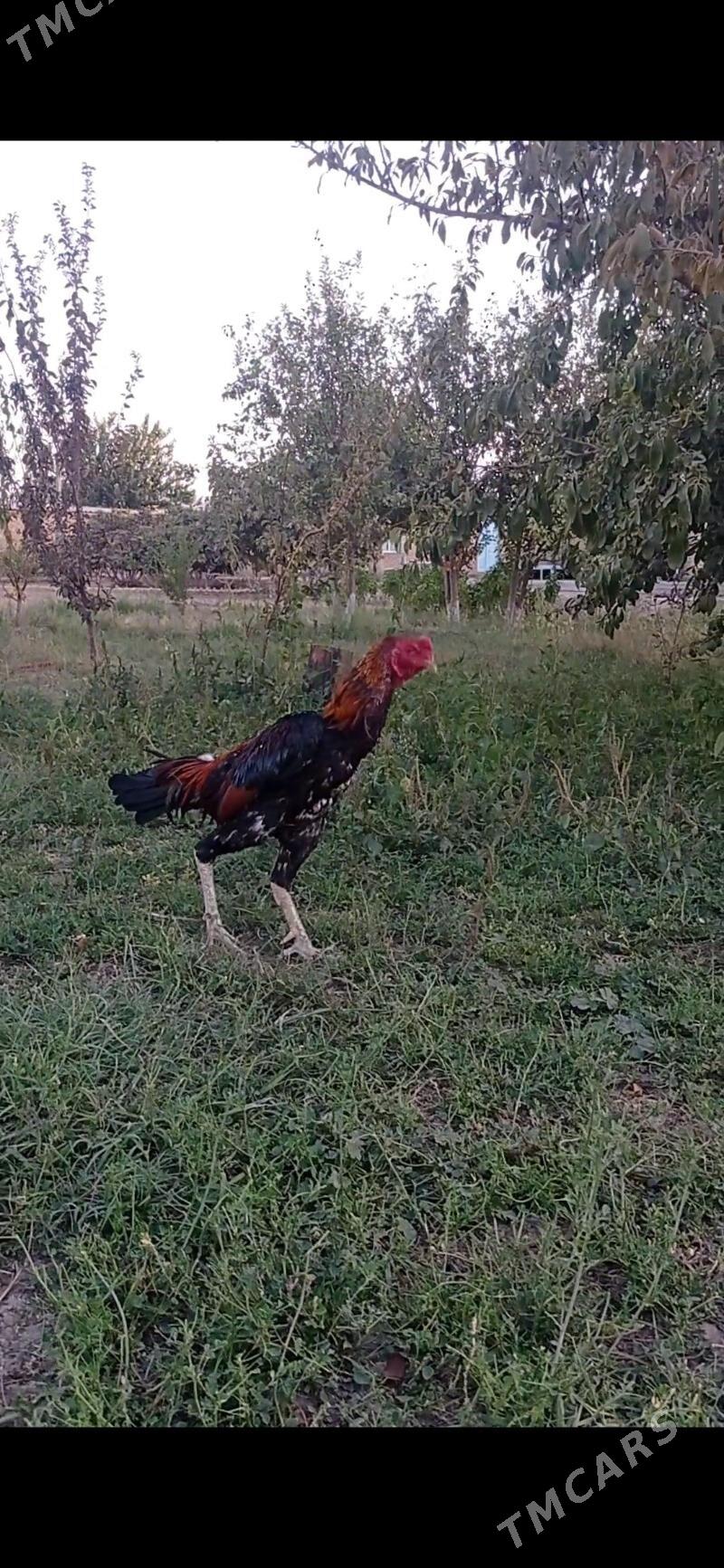 bayes - Wekilbazar - img 4