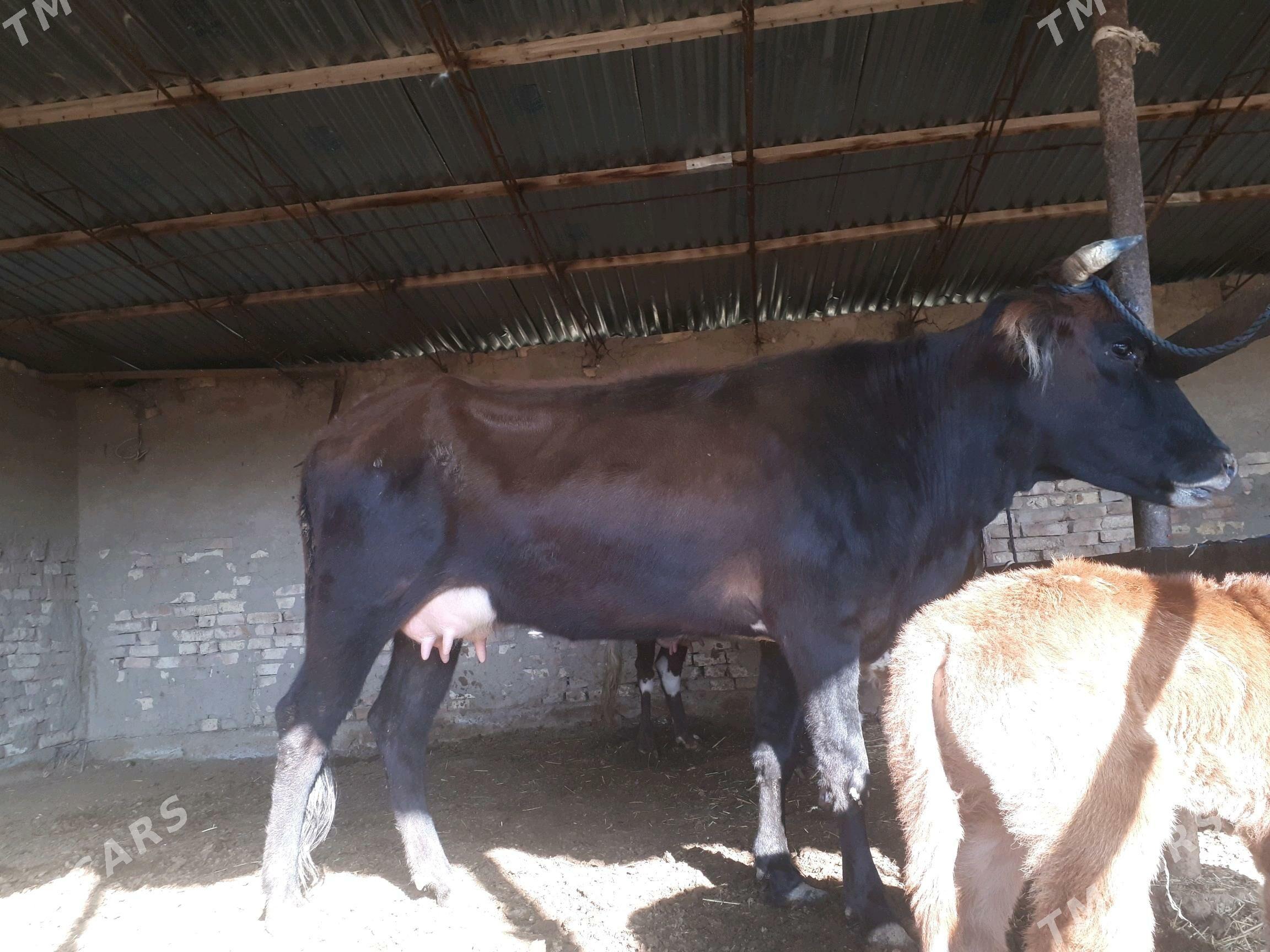 Gõleli sygyr - Мургап - img 3