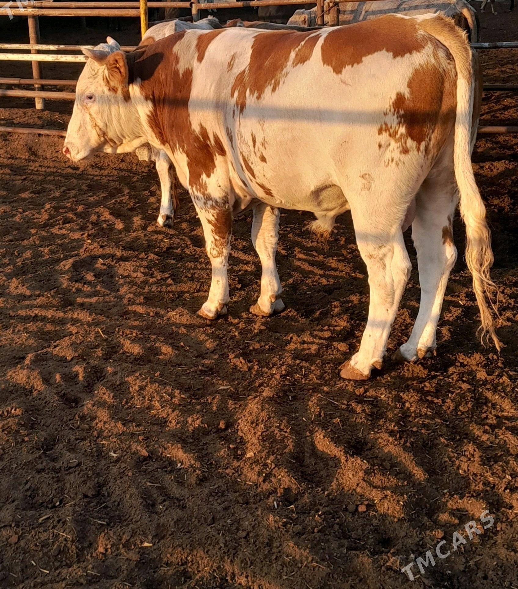 Simental öküz - Änew - img 2