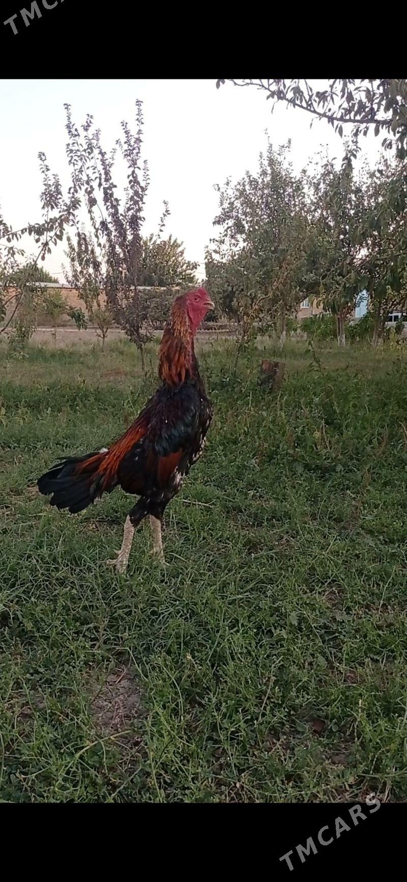 bayes - Wekilbazar - img 3