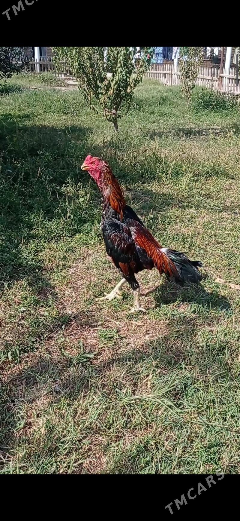 bayes - Wekilbazar - img 5