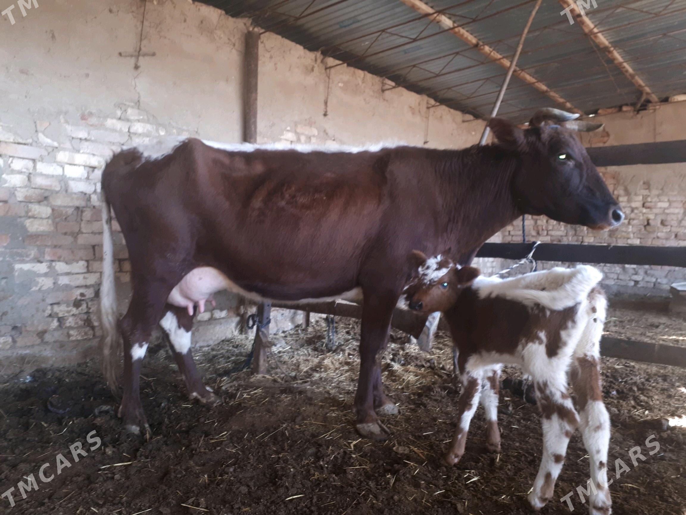 Gõleli sygyr - Мургап - img 4