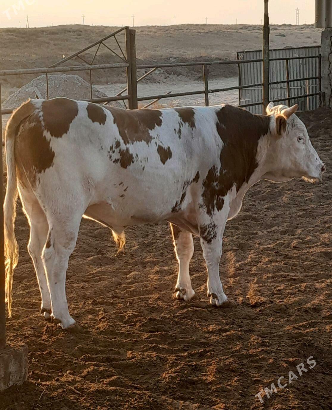 Simental öküz - Änew - img 3