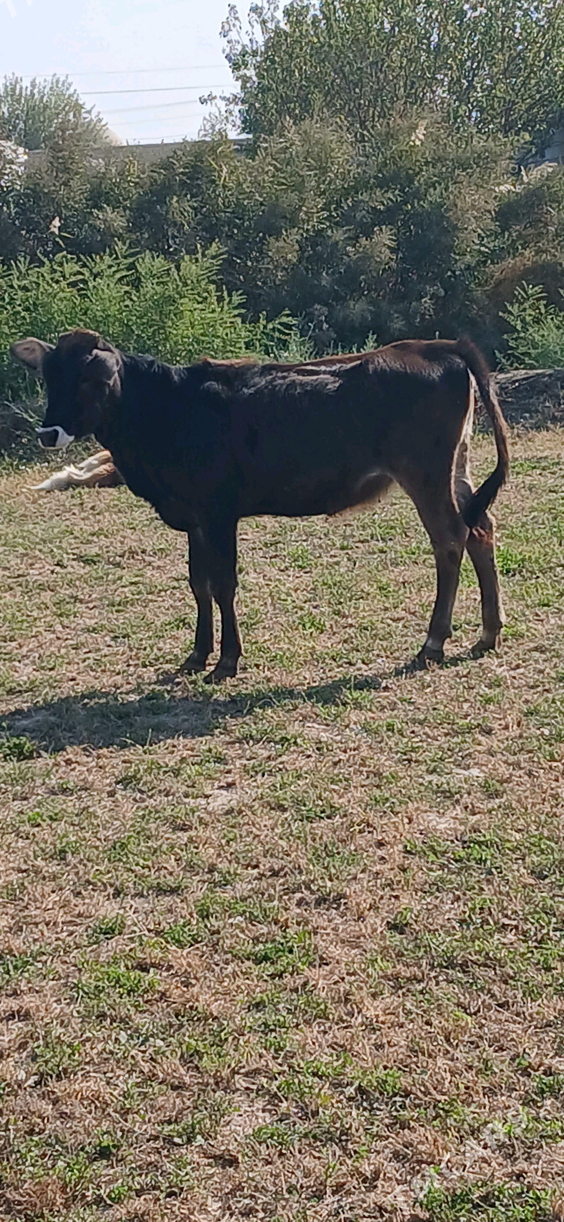 tuwe - Гёкдепе - img 2