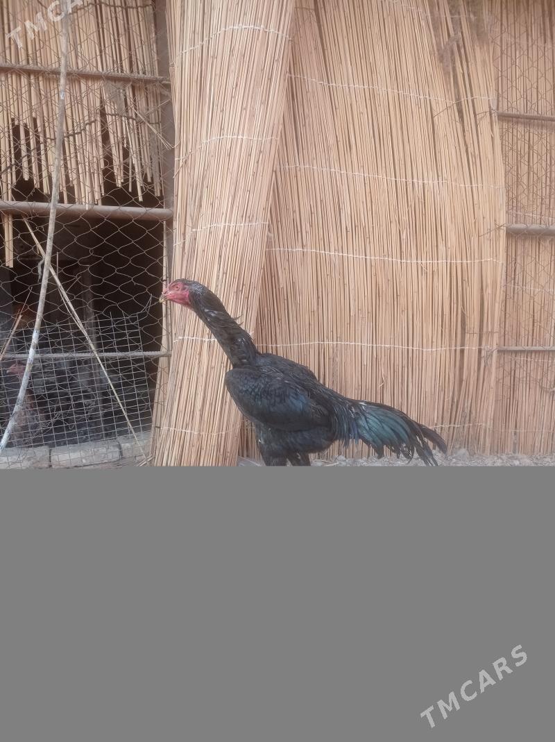 bayes - Wekilbazar - img 2