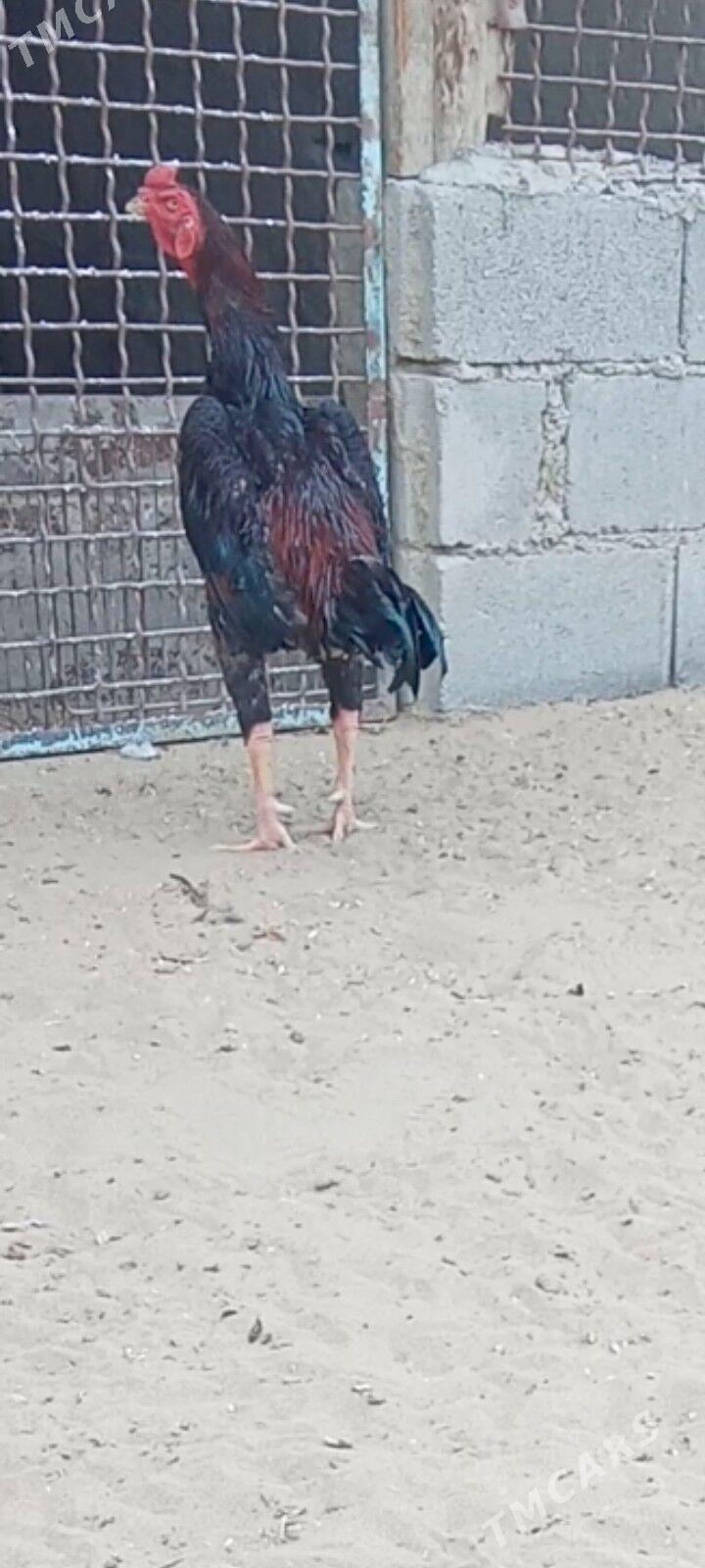 Taşkent - Bäherden - img 2